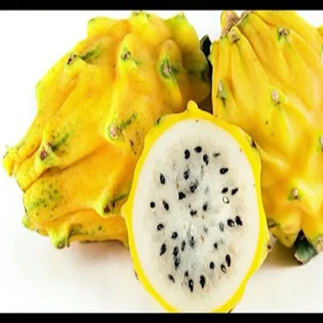 Wholesale Tissue Culture Yellow Dragon Fruit Plant – Oman